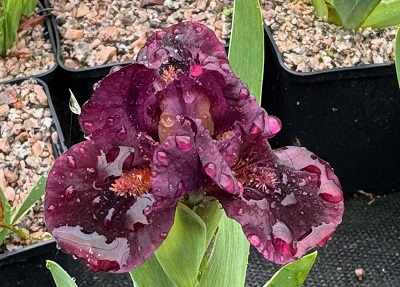 Iris 'Minidragon'